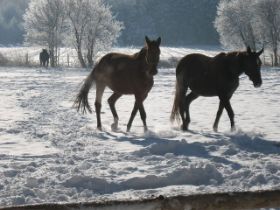 Winter-2010-1 (8).JPG