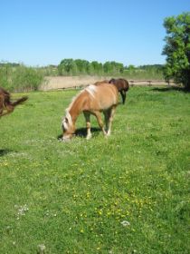 k-IMG_1303.JPG